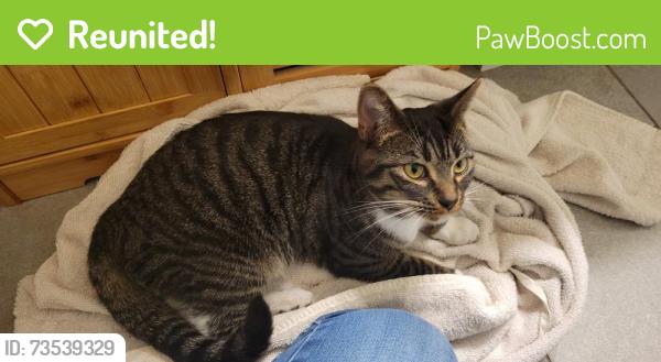 Reunited Unknown Cat last seen Rt 6 and N Colorado St, Hobart, IN 46342