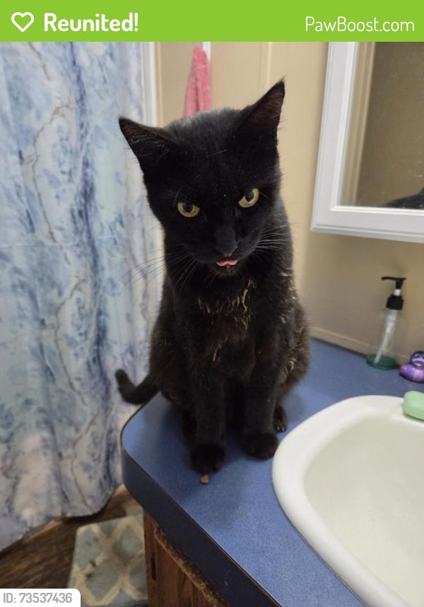 Reunited Male Cat last seen He lives in the landmark manor community., Pevely, MO 63070