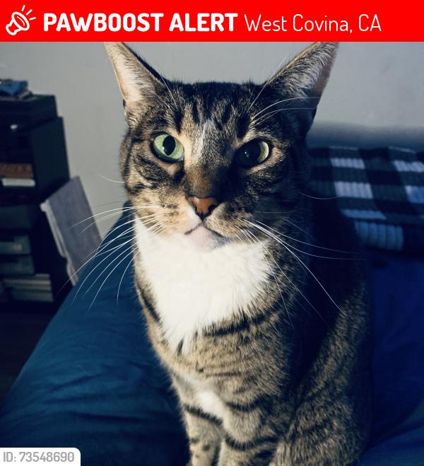 Lost Female Cat last seen Indiana St and Illinois st, West Covina, CA 91792
