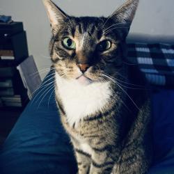 Lost Female Cat last seen Indiana St and Illinois st, West Covina, CA 91792