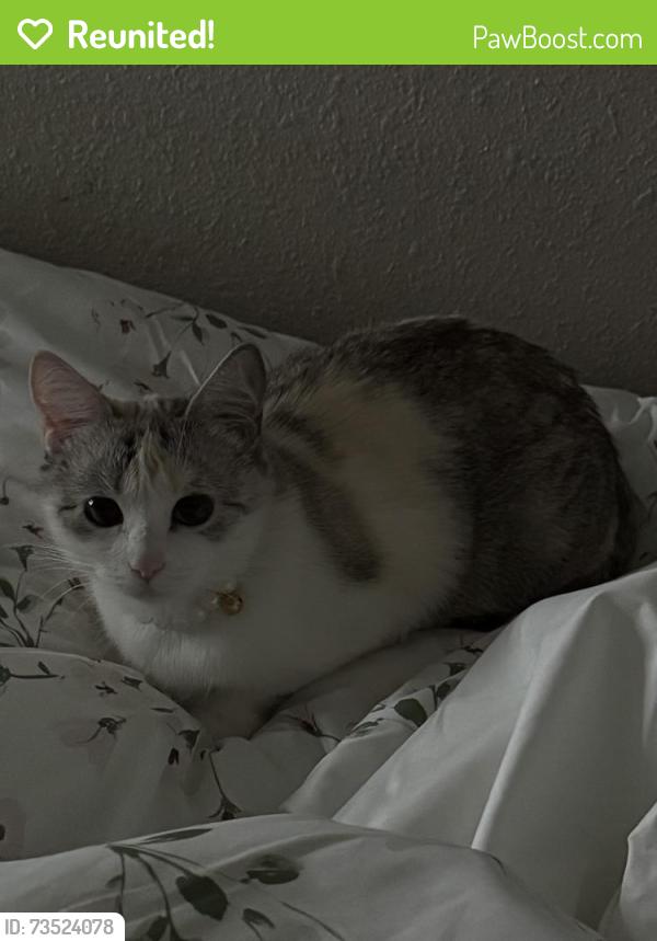 Reunited Female Cat last seen 3rd St & Southern Ave, Phoenix, AZ 85040, Phoenix, AZ 85040