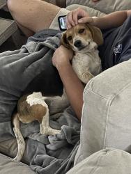 Found/Stray Female Dog last seen Jackie cooper Mercedes dealership, Tulsa, OK 74133