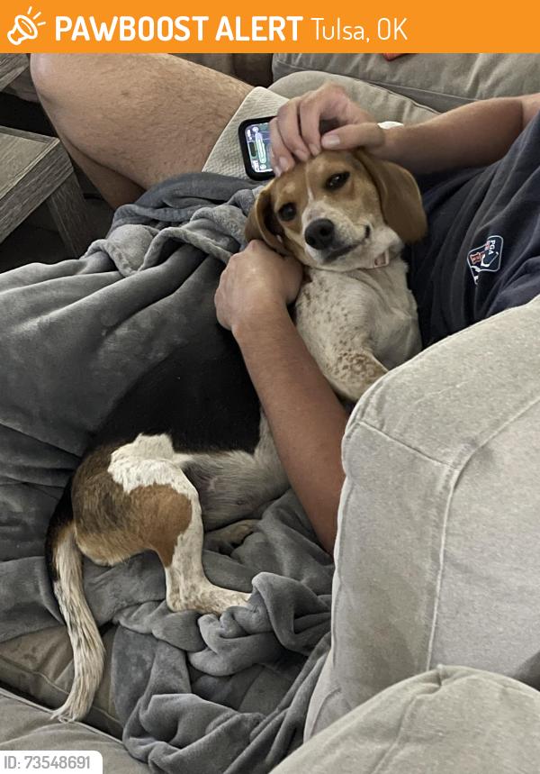 Found/Stray Female Dog last seen Jackie cooper Mercedes dealership, Tulsa, OK 74133