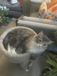 Reunited Female Cat last seen Near E 400 S, Salt Lake City, UT 84101, USA, Salt Lake City, UT 84101