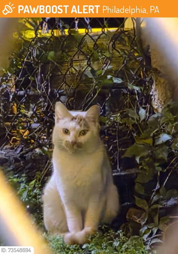 Found/Stray Unknown Cat last seen Chelten Avenue and Germantown Avenue. Right in between Personal Touch Childcare and Storage Building, Philadelphia, PA 19144
