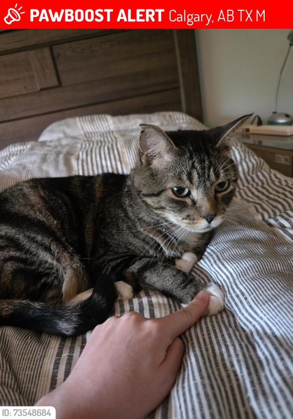Lost Male Cat last seen Walden boulevard SE & 194 Ave SE, Calgary, AB T2X 0M1