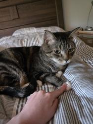 Lost Male Cat last seen Walden boulevard SE & 194 Ave SE, Calgary, AB T2X 0M1