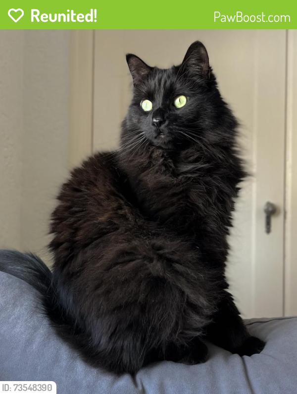 Reunited Male Cat last seen Robinson St, Regina, SK, Canada, Regina, SK 