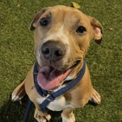 Shelter Stray Male Dog last seen , Animal Care & Control Team of Philly, 111 W Hunting Park Ave, Philadelphia, PA 19140, USA