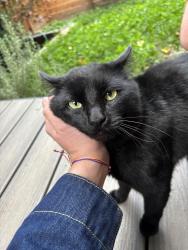 Found/Stray Male Cat last seen 12th and S Donovan street, Seattle, WA 98108