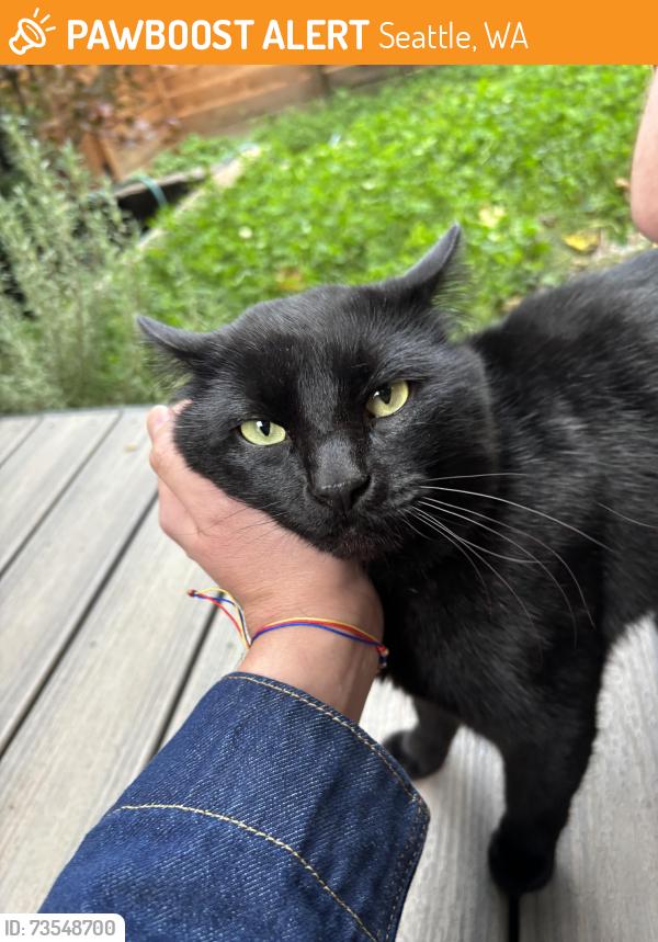 Found/Stray Male Cat last seen 12th and S Donovan street, Seattle, WA 98108