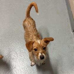 Shelter Stray Male Dog last seen , 2608 Center St, Tacoma, WA 98409, USA