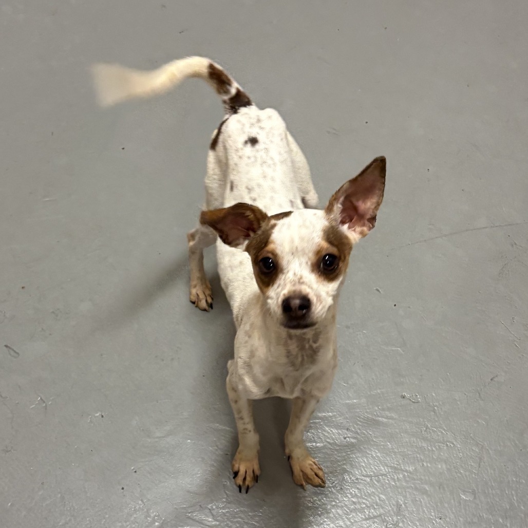 Shelter Stray Female Dog last seen , 2608 Center St, Tacoma, WA 98409, USA