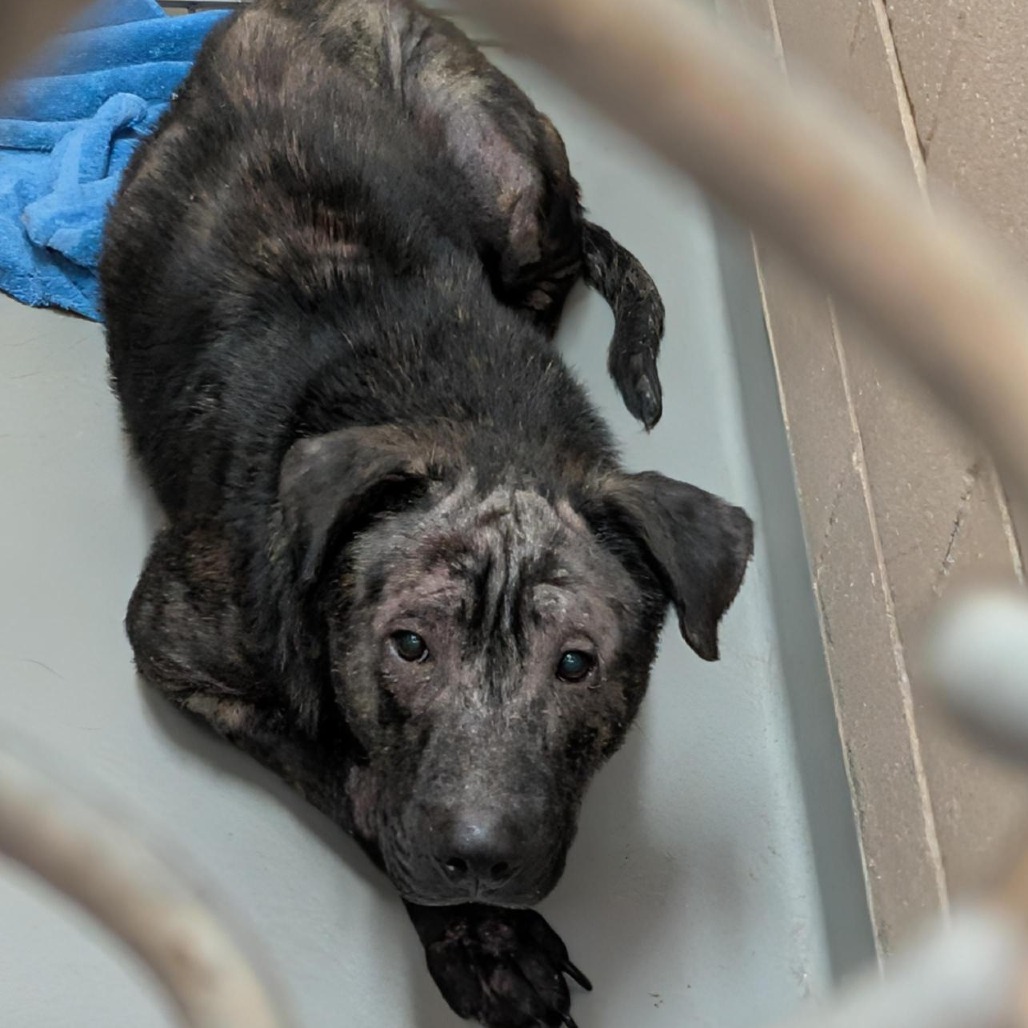 Shelter Stray Unknown Dog last seen , 2608 Center St, Tacoma, WA 98409, USA