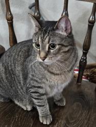 Reunited Male Cat last seen Downdum Road, Springdale, AR 72762