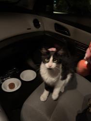 Reunited Female Cat last seen Mentor Ave. Pasadena, Pasadena, CA 91106