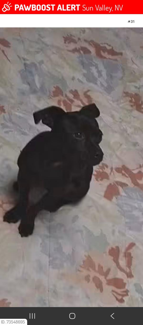 Lost Male Dog last seen Sun Valley nv near Sidehill Dr, Sun Valley, NV 89433