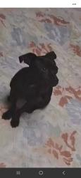 Lost Male Dog last seen Sun Valley nv near Sidehill Dr, Sun Valley, NV 89433