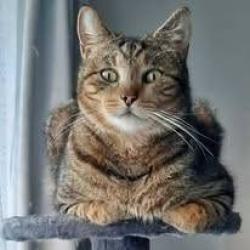 Lost Male Cat last seen Bernice Way, Thornlie, Thornlie, WA 6108