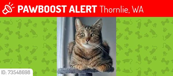 Lost Male Cat last seen Bernice Way, Thornlie, Thornlie, WA 6108
