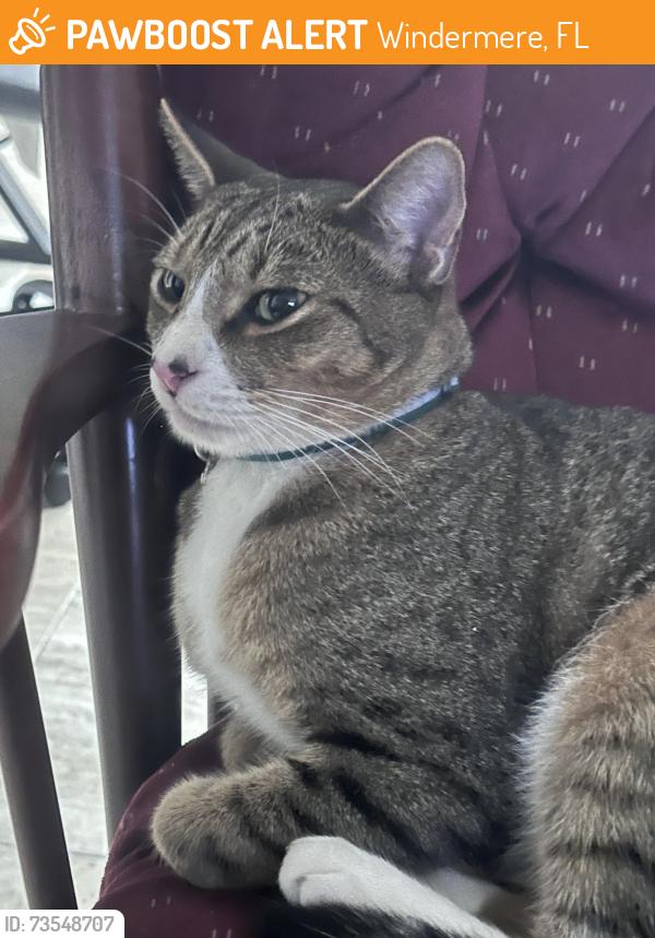 Found/Stray Female Cat last seen Waterford pointe, Windermere, FL 34786