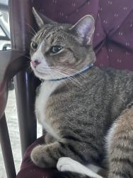 Found/Stray Female Cat last seen Waterford pointe, Windermere, FL 34786