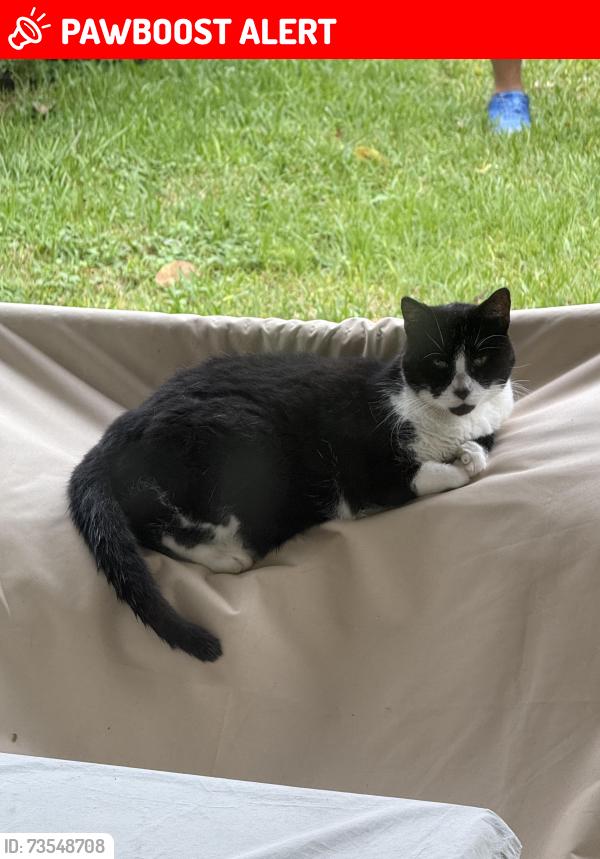 Lost Female Cat last seen S. Dixie Highway and Forest Hill Boulevard West Palm Beach, FL, West Palm Beach, FL 33405