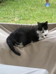 Lost Female Cat last seen S. Dixie Highway and Forest Hill Boulevard West Palm Beach, FL, West Palm Beach, FL 33405