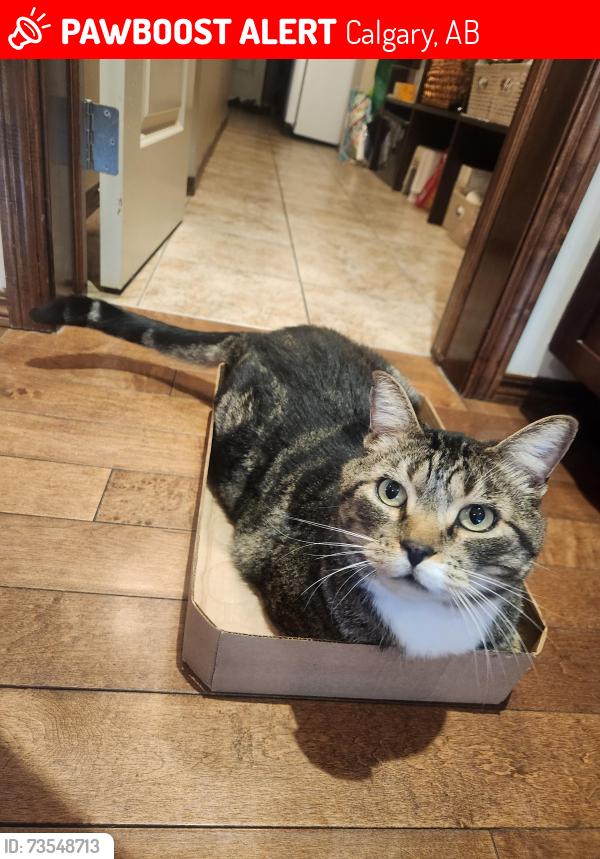 Lost Male Cat last seen Chaparral Valley Dr SE, Calgary, Calgary, AB 