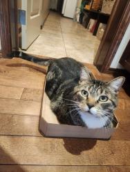 Lost Male Cat last seen Chaparral Valley Dr SE, Calgary, Calgary, AB 