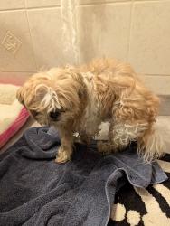 Reunited Unknown Dog last seen Flanders & Stocker St, Farmington Hills, MI 48334