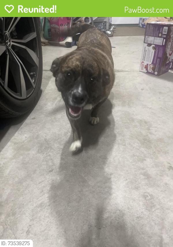 Reunited Unknown Dog last seen Tiger Lane, Richland, WA 99352