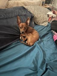 Reunited Male Dog last seen NE 107th St & 144th Ave, Vancouver, WA 98682