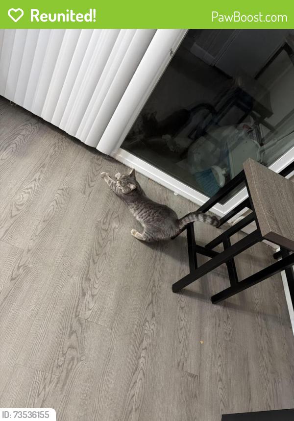 Reunited Female Cat last seen Mississippi and Peoria, Aurora, CO 80012