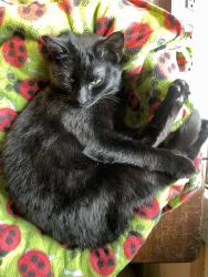 Reunited Female Cat last seen East Division Lane and J St (McKinley Hill), Tacoma, WA 98404