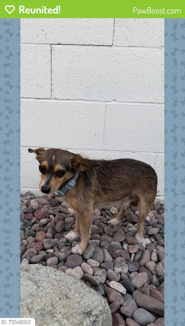 Reunited Male Dog last seen Coronet Ave, Westminster, CA 92683, USA, Westminster, CA 92683