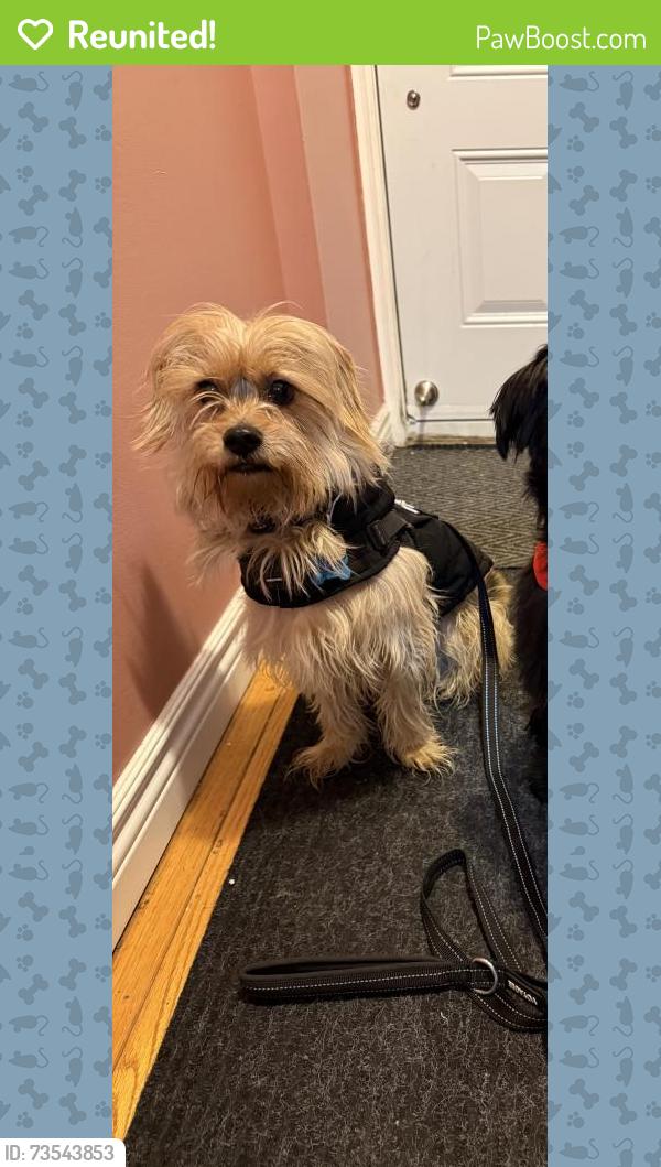 Reunited Male Dog last seen Kennedy & Vodden, Brampton, ON L6V 2Y2