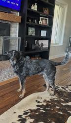 Reunited Male Dog last seen Daniel’s Park Rd., Douglas County, CO 80135