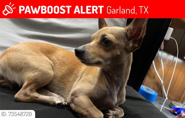 Lost Female Dog last seen Nasty street, Garland, TX 75040