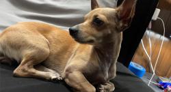 Lost Female Dog last seen Nasty street, Garland, TX 75040