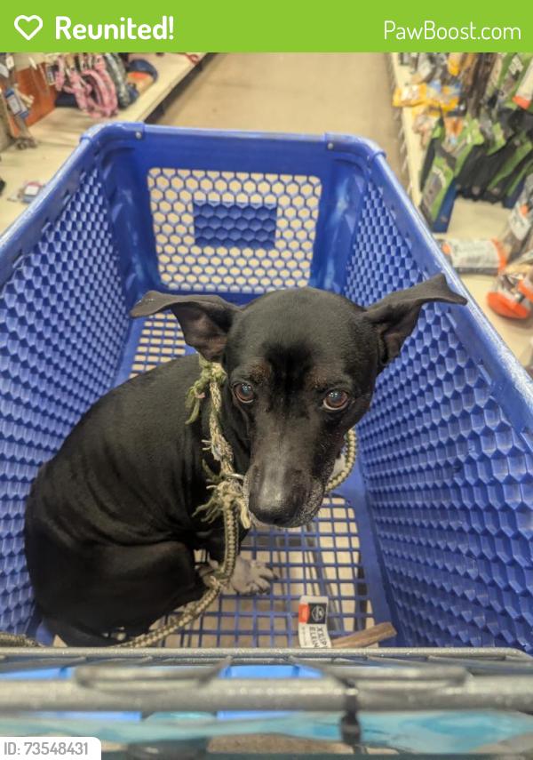 Reunited Female Dog last seen Huntington Drive, Flagstaff, AZ 86004