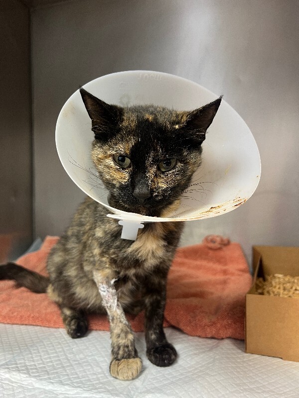Shelter Stray Female Cat last seen Near S Los Angeles Ave, Stockton, CA 95203, USA, 1575 S Lincoln St, Stockton, CA 95206, USA