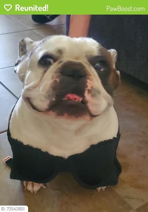 Reunited Male Dog last seen Vegas dr. And rancho, Las Vegas, NV 89108