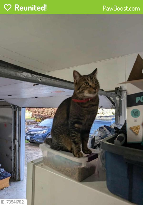 Reunited Male Cat last seen Pleasant Valley 50th Ave and 127th Way, Barberton, WA 98686