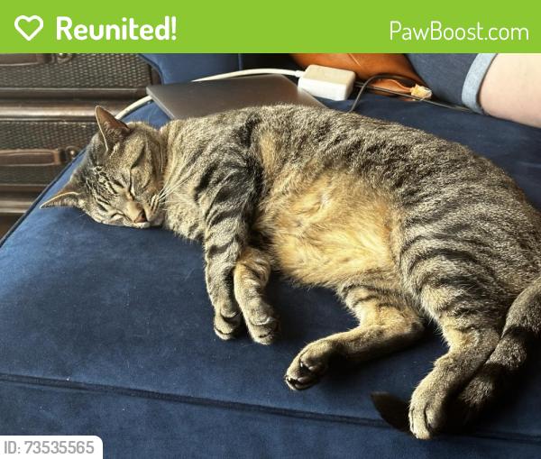 Reunited Male Cat last seen Near Timber Pt, Milton, Alpharetta, GA 30004
