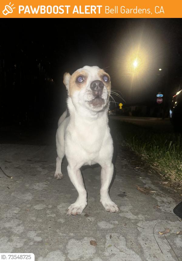 Found/Stray Male Dog last seen Fishburn ave and bell ave, Bell Gardens, CA 90201