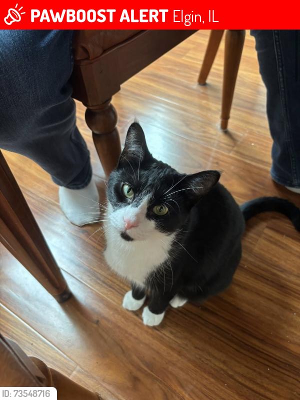 Lost Male Cat last seen South and Gale Street, Elgin, IL 60123