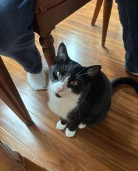 Lost Male Cat last seen South and Gale Street, Elgin, IL 60123