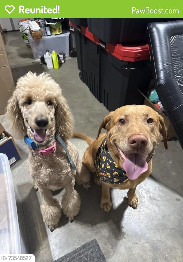 Reunited Female Dog last seen Tall Grass and Milo Way streets., Fayetteville, AR 72701