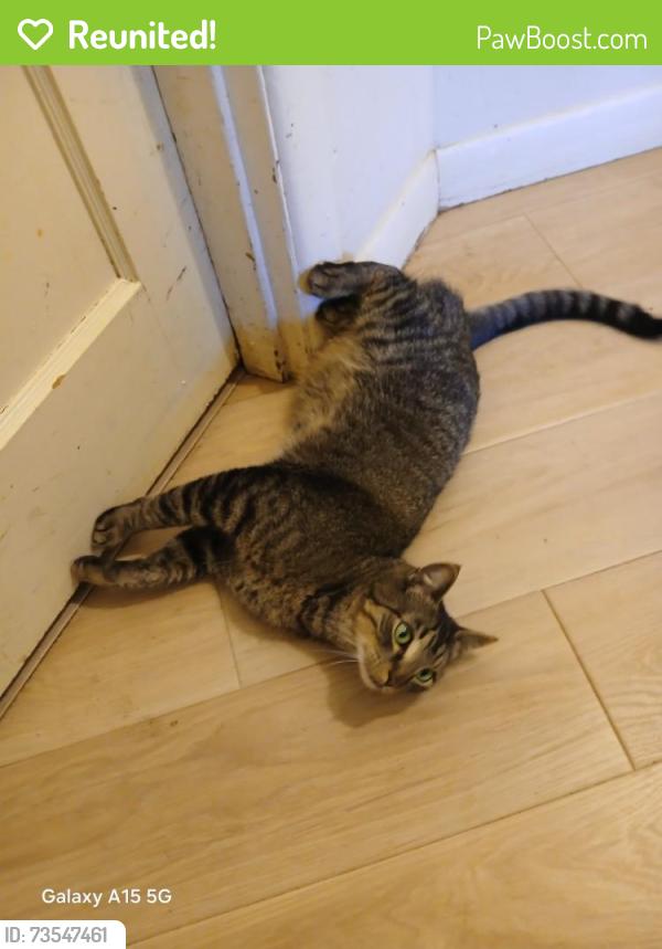 Reunited Male Cat last seen Doughton st, Salem, OR 97302